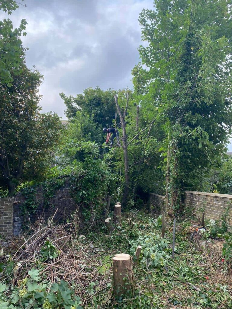 This is a photo of an overgrown garden, where the trees are being felled. Four large trees have already been felled, and there is a tree surgeon standing on the final one, about to cut it down. Photo taken by Lowestoft Tree Surgeons.